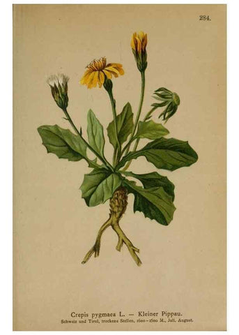 Reproducción/Reproduction 10192388413: Atlas der Alpenflora /. Wien :Eigenthum und Verlag des Deutschen und Oesterr. Alpenvereins,1882.