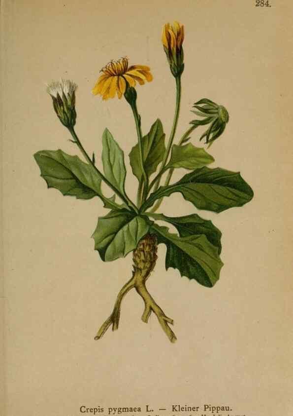 Reproducción/Reproduction 10192388413: Atlas der Alpenflora /. Wien :Eigenthum und Verlag des Deutschen und Oesterr. Alpenvereins,1882.