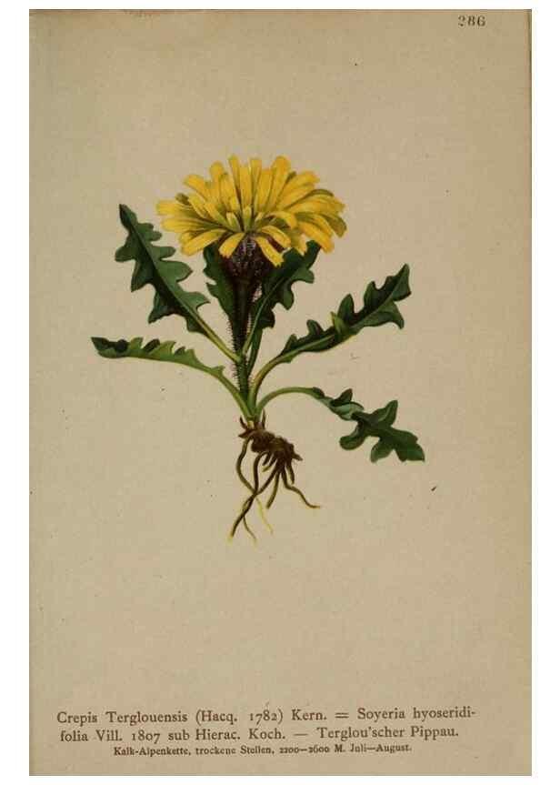 Reproducción/Reproduction 10192309445: Atlas der Alpenflora /. Wien :Eigenthum und Verlag des Deutschen und Oesterr. Alpenvereins,1882.