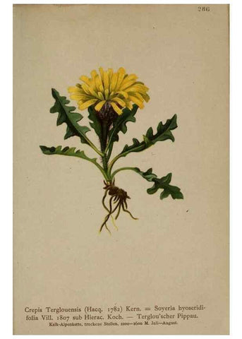 Reproducción/Reproduction 10192309445: Atlas der Alpenflora /. Wien :Eigenthum und Verlag des Deutschen und Oesterr. Alpenvereins,1882.
