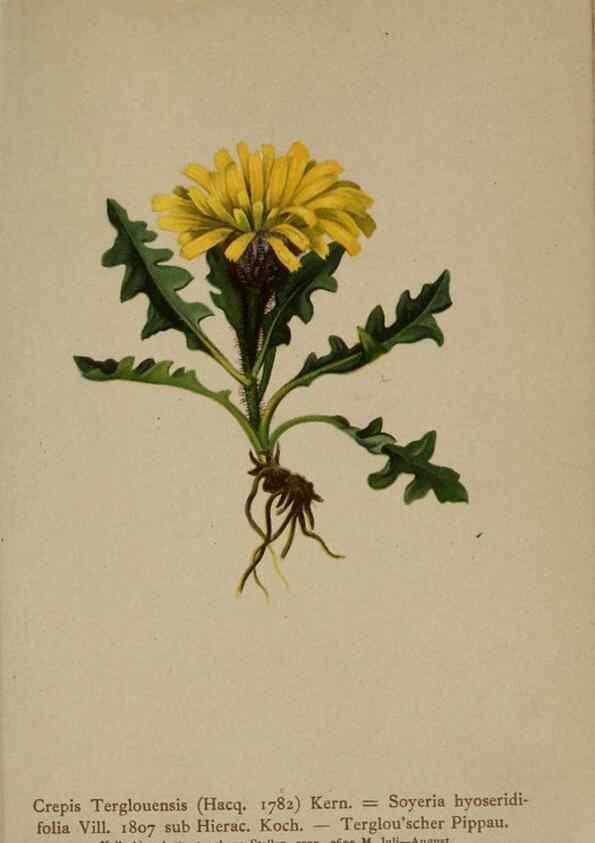 Reproducción/Reproduction 10192309445: Atlas der Alpenflora /. Wien :Eigenthum und Verlag des Deutschen und Oesterr. Alpenvereins,1882.