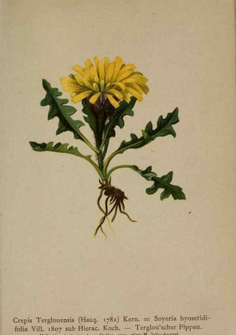 Reproducción/Reproduction 10192309445: Atlas der Alpenflora /. Wien :Eigenthum und Verlag des Deutschen und Oesterr. Alpenvereins,1882.