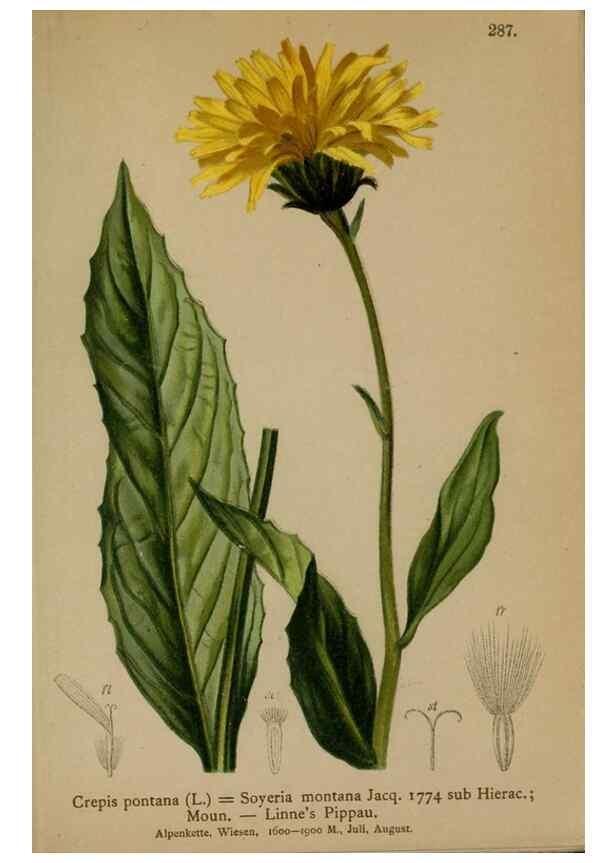 Reproducción/Reproduction 10192400393: Atlas der Alpenflora /. Wien :Eigenthum und Verlag des Deutschen und Oesterr. Alpenvereins,1882.
