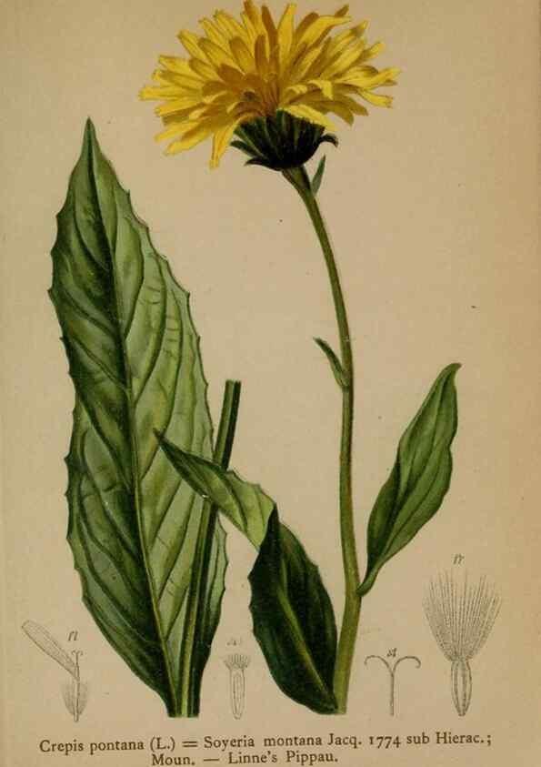 Reproducción/Reproduction 10192400393: Atlas der Alpenflora /. Wien :Eigenthum und Verlag des Deutschen und Oesterr. Alpenvereins,1882.