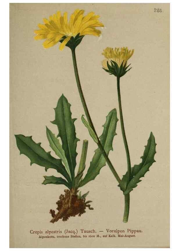 Reproducción/Reproduction 10192354206: Atlas der Alpenflora /. Wien :Eigenthum und Verlag des Deutschen und Oesterr. Alpenvereins,1882.