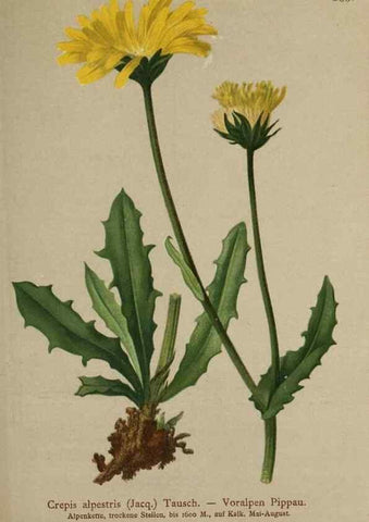 Reproducción/Reproduction 10192354206: Atlas der Alpenflora /. Wien :Eigenthum und Verlag des Deutschen und Oesterr. Alpenvereins,1882.