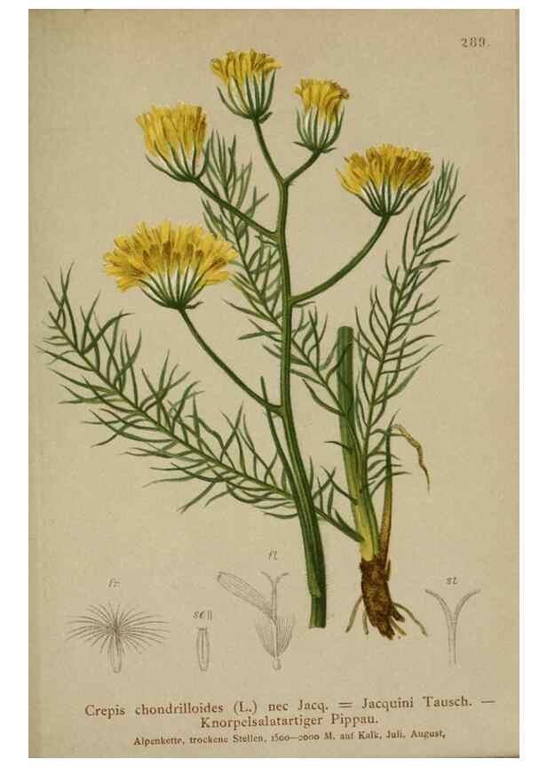 Reproducción/Reproduction 10192322845: Atlas der Alpenflora /. Wien :Eigenthum und Verlag des Deutschen und Oesterr. Alpenvereins,1882.