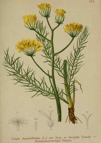 Reproducción/Reproduction 10192322845: Atlas der Alpenflora /. Wien :Eigenthum und Verlag des Deutschen und Oesterr. Alpenvereins,1882.