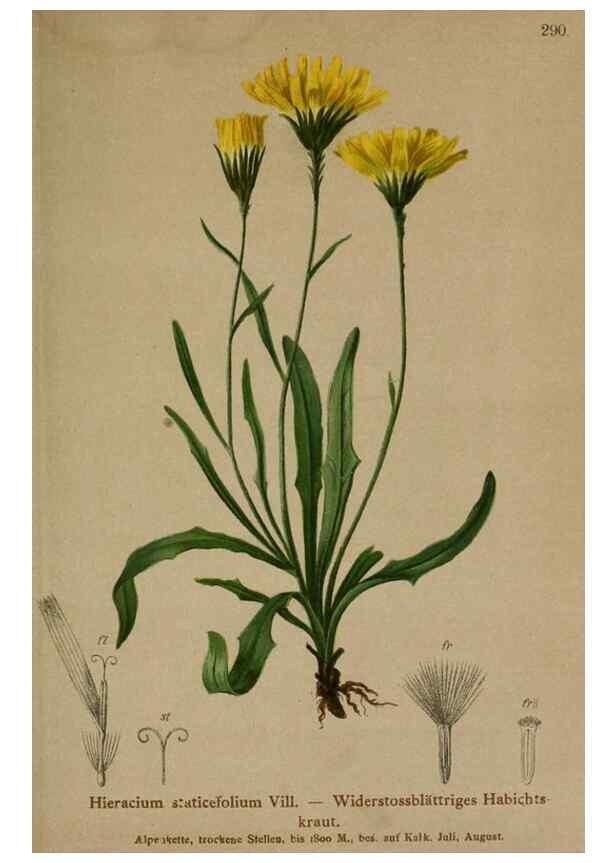 Reproducción/Reproduction 10192414003: Atlas der Alpenflora /. Wien :Eigenthum und Verlag des Deutschen und Oesterr. Alpenvereins,1882.