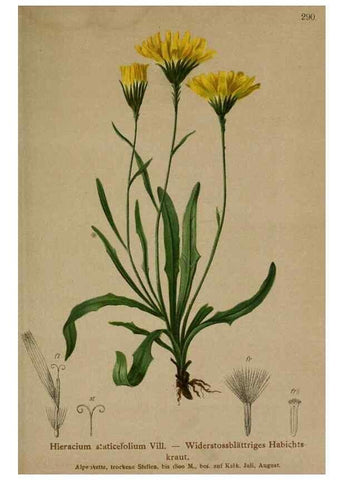 Reproducción/Reproduction 10192414003: Atlas der Alpenflora /. Wien :Eigenthum und Verlag des Deutschen und Oesterr. Alpenvereins,1882.