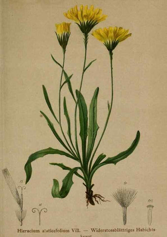 Reproducción/Reproduction 10192414003: Atlas der Alpenflora /. Wien :Eigenthum und Verlag des Deutschen und Oesterr. Alpenvereins,1882.