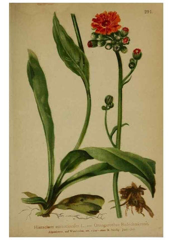 Reproducción/Reproduction 10192229814: Atlas der Alpenflora /. Wien :Eigenthum und Verlag des Deutschen und Oesterr. Alpenvereins,1882.