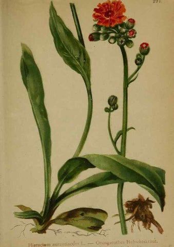 Reproducción/Reproduction 10192229814: Atlas der Alpenflora /. Wien :Eigenthum und Verlag des Deutschen und Oesterr. Alpenvereins,1882.