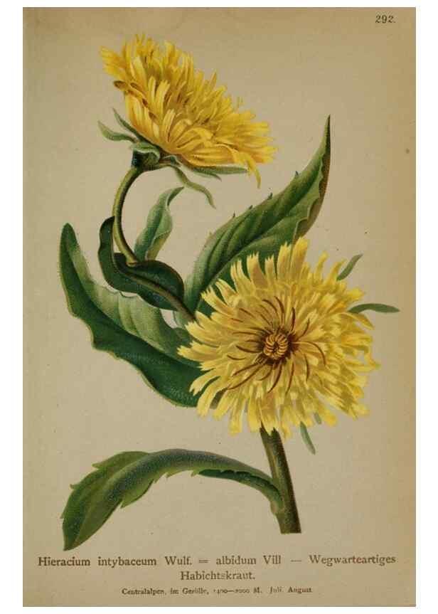 Reproducción/Reproduction 10192336045: Atlas der Alpenflora /. Wien :Eigenthum und Verlag des Deutschen und Oesterr. Alpenvereins,1882.