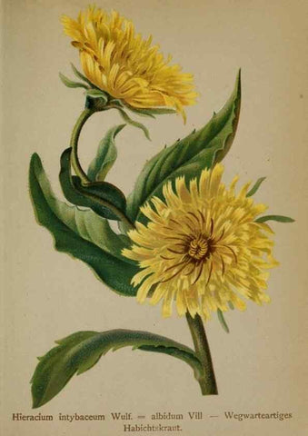 Reproducción/Reproduction 10192336045: Atlas der Alpenflora /. Wien :Eigenthum und Verlag des Deutschen und Oesterr. Alpenvereins,1882.