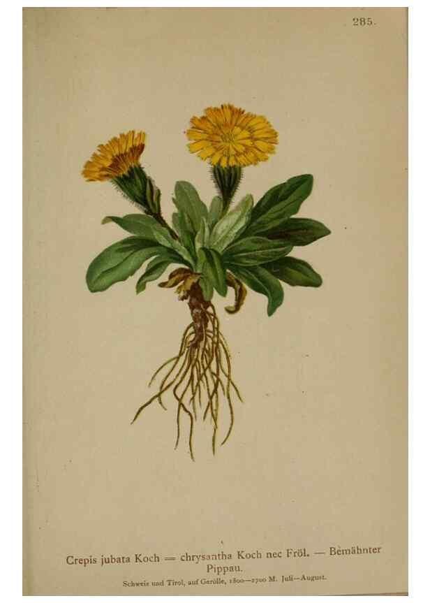 Reproducción/Reproduction 10192202924: Atlas der Alpenflora /. Wien :Eigenthum und Verlag des Deutschen und Oesterr. Alpenvereins,1882.