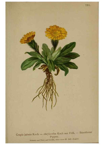 Reproducción/Reproduction 10192202924: Atlas der Alpenflora /. Wien :Eigenthum und Verlag des Deutschen und Oesterr. Alpenvereins,1882.