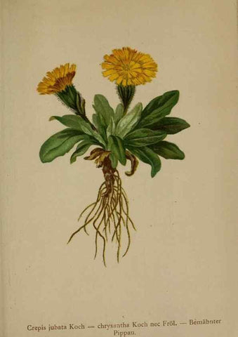 Reproducción/Reproduction 10192202924: Atlas der Alpenflora /. Wien :Eigenthum und Verlag des Deutschen und Oesterr. Alpenvereins,1882.
