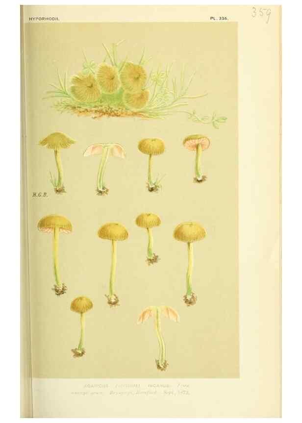 Reproducción/Reproduction 8723371122: Illustrations of British Fungi (Hymenomycetes), to serve as an atlas to the ""Handbook of British Fungi"".. LondonWilliams and Norgate1881-91
