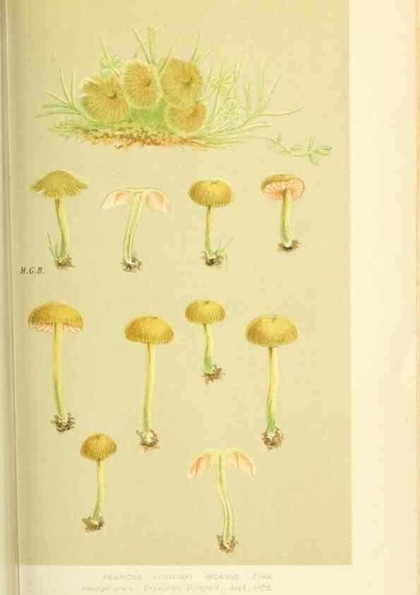 Reproducción/Reproduction 8723371122: Illustrations of British Fungi (Hymenomycetes), to serve as an atlas to the ""Handbook of British Fungi"".. LondonWilliams and Norgate1881-91