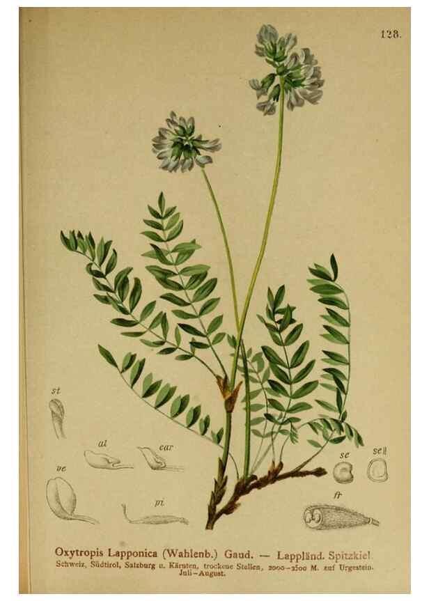 Reproducción/Reproduction 10055357714: Atlas der Alpenflora /. Wien :Eigenthum und Verlag des Deutschen und Oesterr. Alpenvereins,1882.
