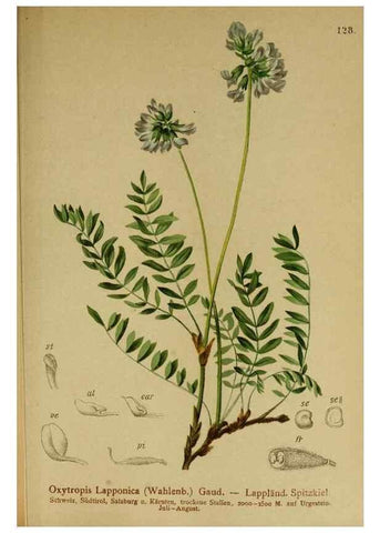 Reproducción/Reproduction 10055357714: Atlas der Alpenflora /. Wien :Eigenthum und Verlag des Deutschen und Oesterr. Alpenvereins,1882.