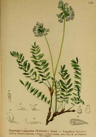 Reproducción/Reproduction 10055357714: Atlas der Alpenflora /. Wien :Eigenthum und Verlag des Deutschen und Oesterr. Alpenvereins,1882.