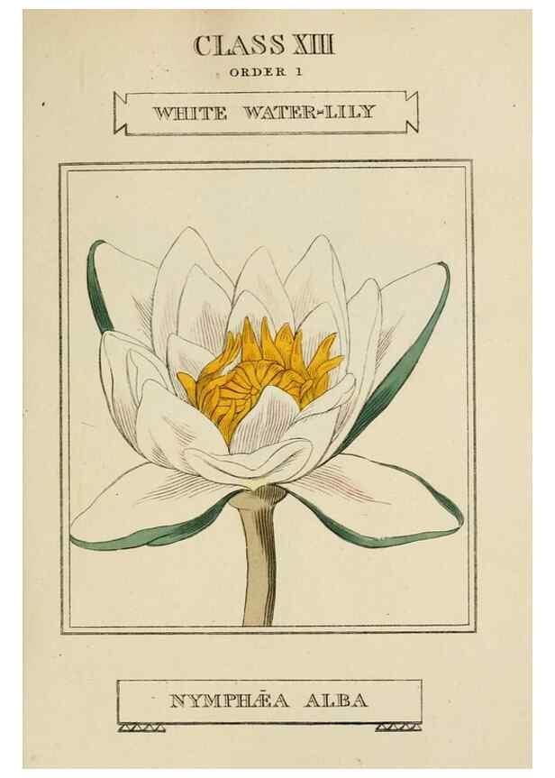 Reproducción/Reproduction 9901684794: Elements of the science of botany,. London,Printed by T. Bensley for J. Murray.1812.