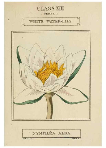 Reproducción/Reproduction 9901684794: Elements of the science of botany,. London,Printed by T. Bensley for J. Murray.1812.