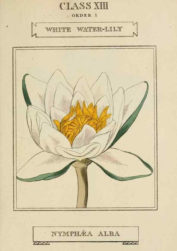 Reproducción/Reproduction 9901684794: Elements of the science of botany,. London,Printed by T. Bensley for J. Murray.1812.
