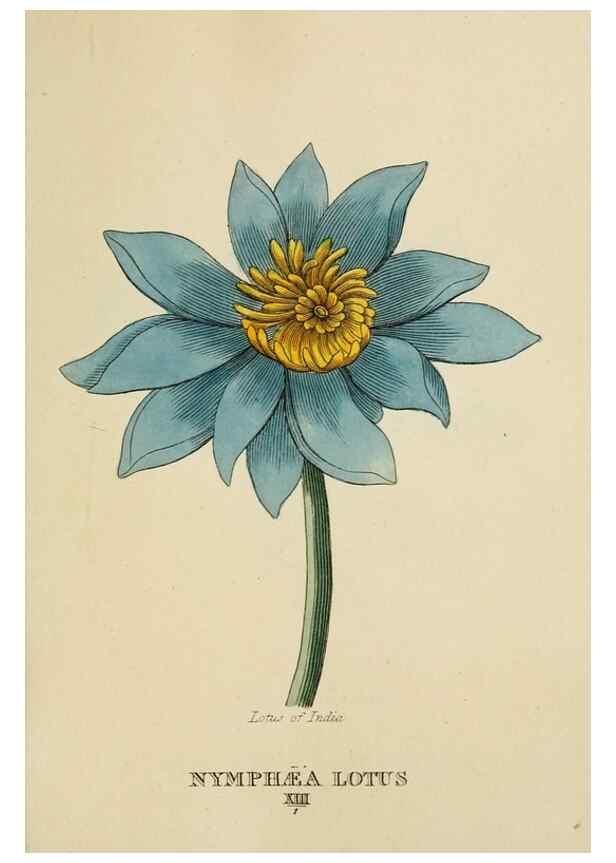 Reproducción/Reproduction 9901672106: Elements of the science of botany,. London,Printed by T. Bensley for J. Murray.1812.