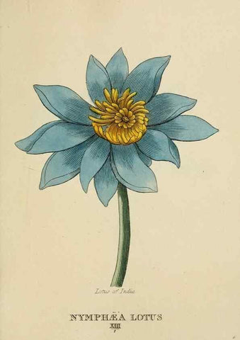 Reproducción/Reproduction 9901672106: Elements of the science of botany,. London,Printed by T. Bensley for J. Murray.1812.
