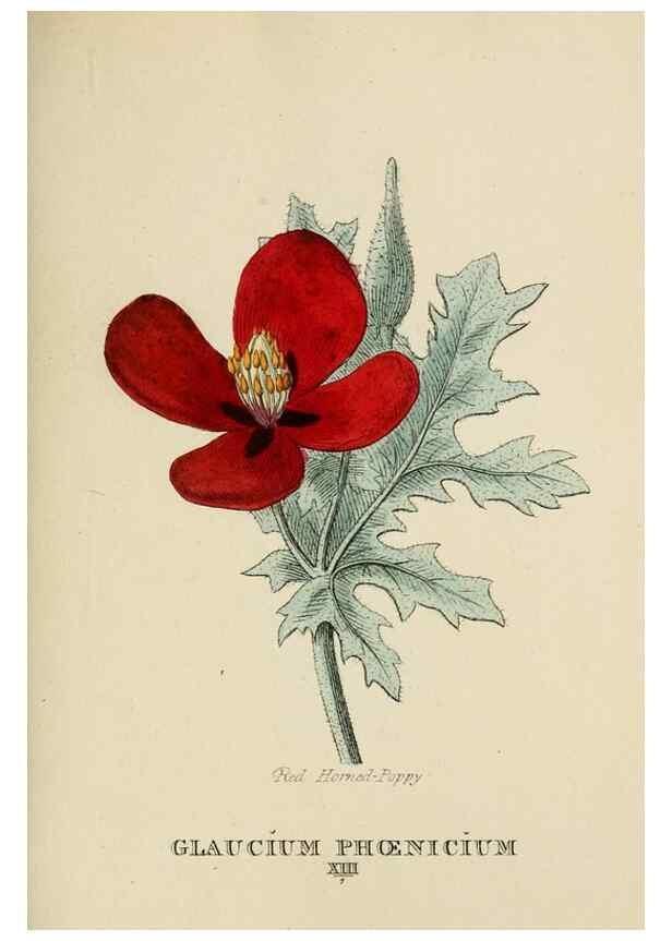 Reproducción/Reproduction 9901634365: Elements of the science of botany,. London,Printed by T. Bensley for J. Murray.1812.