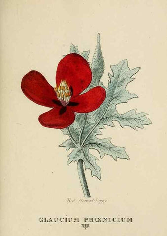 Reproducción/Reproduction 9901634365: Elements of the science of botany,. London,Printed by T. Bensley for J. Murray.1812.