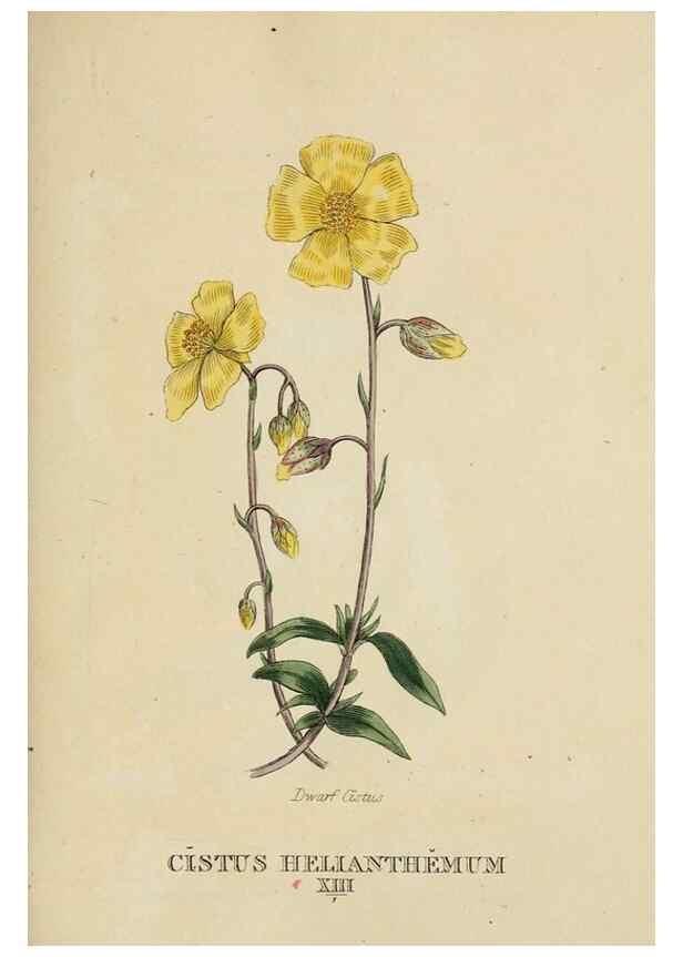 Reproducción/Reproduction 9901699744: Elements of the science of botany,. London,Printed by T. Bensley for J. Murray.1812.