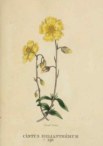 Reproducción/Reproduction 9901699744: Elements of the science of botany,. London,Printed by T. Bensley for J. Murray.1812.