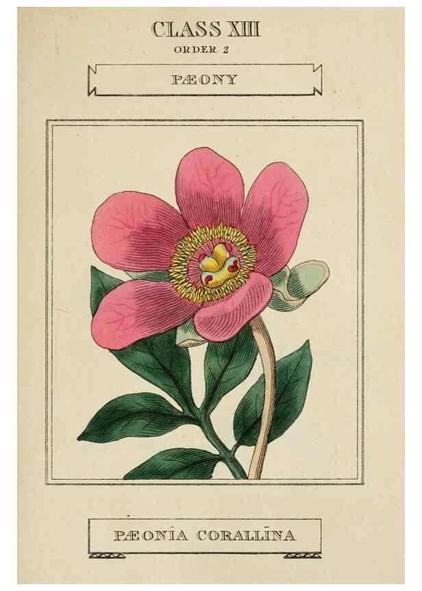 Reproducción/Reproduction 9901704264: Elements of the science of botany,. London,Printed by T. Bensley for J. Murray.1812.