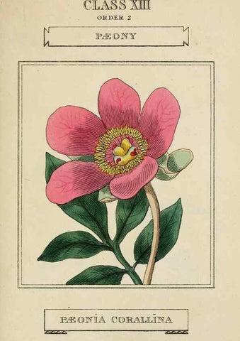 Reproducción/Reproduction 9901704264: Elements of the science of botany,. London,Printed by T. Bensley for J. Murray.1812.