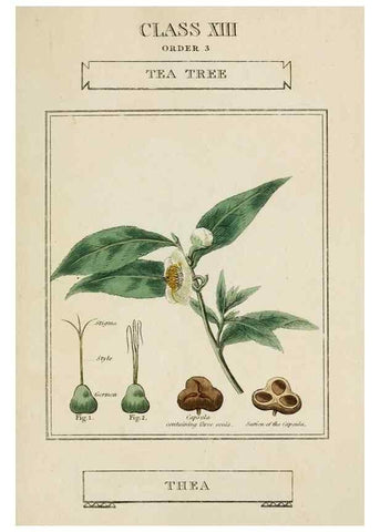 Reproducción/Reproduction 9901796093: Elements of the science of botany,. London,Printed by T. Bensley for J. Murray.1812.