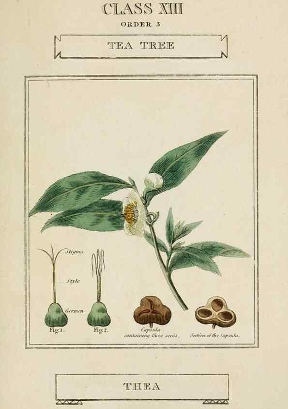 Reproducción/Reproduction 9901796093: Elements of the science of botany,. London,Printed by T. Bensley for J. Murray.1812.