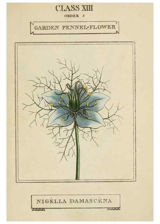 Reproducción/Reproduction 9901695796: Elements of the science of botany,. London,Printed by T. Bensley for J. Murray.1812.