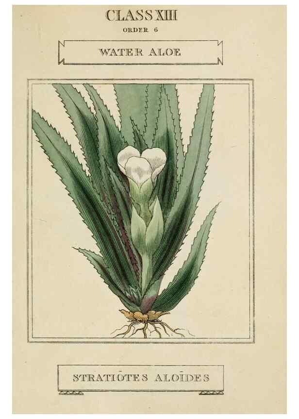 Reproducción/Reproduction 9901701406: Elements of the science of botany,. London,Printed by T. Bensley for J. Murray.1812.