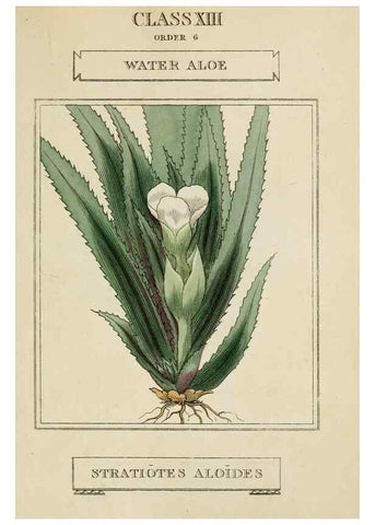 Reproducción/Reproduction 9901701406: Elements of the science of botany,. London,Printed by T. Bensley for J. Murray.1812.
