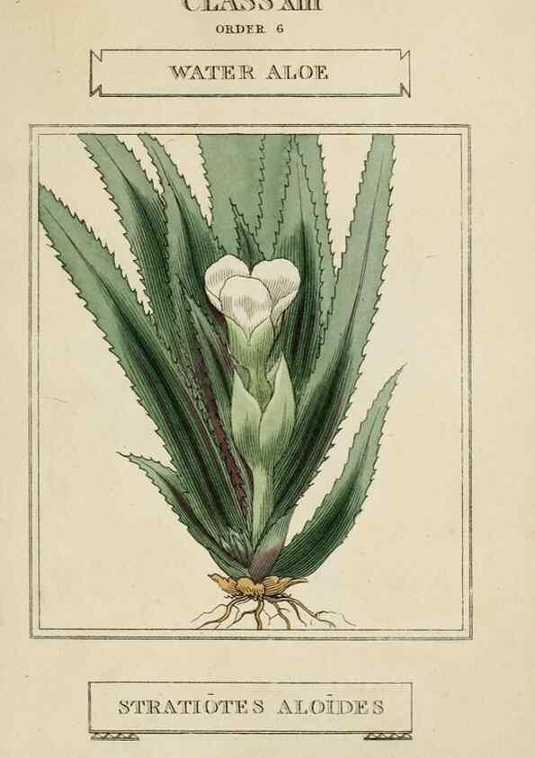 Reproducción/Reproduction 9901701406: Elements of the science of botany,. London,Printed by T. Bensley for J. Murray.1812.