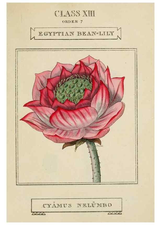 Reproducción/Reproduction 9901664785: Elements of the science of botany,. London,Printed by T. Bensley for J. Murray.1812.