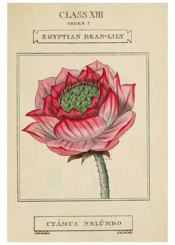 Reproducción/Reproduction 9901664785: Elements of the science of botany,. London,Printed by T. Bensley for J. Murray.1812.