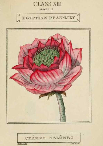 Reproducción/Reproduction 9901664785: Elements of the science of botany,. London,Printed by T. Bensley for J. Murray.1812.