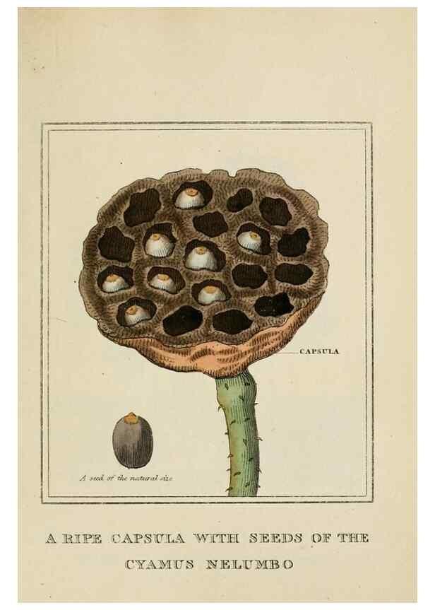 Reproducción/Reproduction 9901818293: Elements of the science of botany,. London,Printed by T. Bensley for J. Murray.1812.