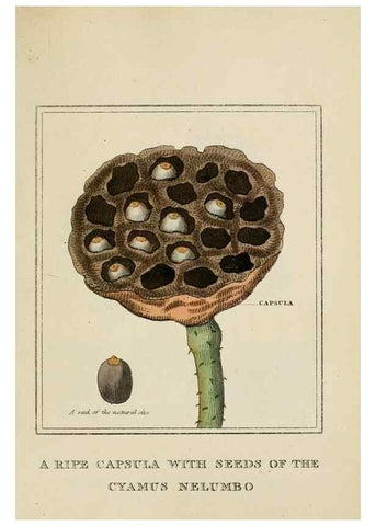 Reproducción/Reproduction 9901818293: Elements of the science of botany,. London,Printed by T. Bensley for J. Murray.1812.