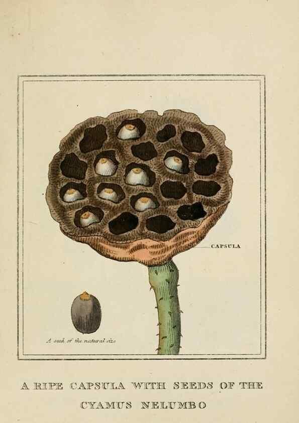 Reproducción/Reproduction 9901818293: Elements of the science of botany,. London,Printed by T. Bensley for J. Murray.1812.